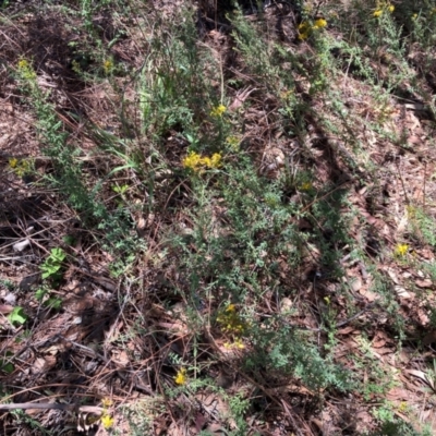 Hypericum perforatum (St John's Wort) at Emu Creek - 4 Dec 2023 by JohnGiacon