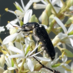 Eleale simplex (Clerid beetle) at Wodonga - 2 Dec 2023 by KylieWaldon