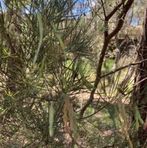 Acacia boormanii at Flea Bog Flat to Emu Creek Corridor - 4 Dec 2023