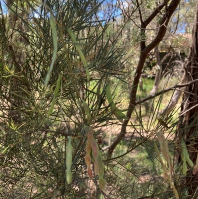 Acacia boormanii (Snowy River Wattle) at Bruce, ACT - 4 Dec 2023 by JohnGiacon