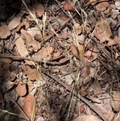 Austrostipa bigeniculata (Kneed Speargrass) at Flea Bog Flat to Emu Creek Corridor - 4 Dec 2023 by JohnGiacon