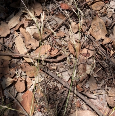 Austrostipa bigeniculata (Kneed Speargrass) at Flea Bog Flat to Emu Creek Corridor - 4 Dec 2023 by JohnGiacon