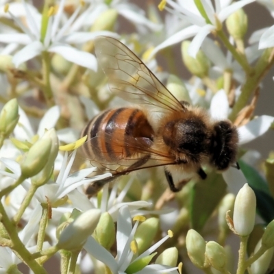 Unidentified Bee (Hymenoptera, Apiformes) at Wodonga, VIC - 2 Dec 2023 by KylieWaldon