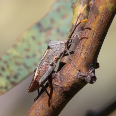 Mictis profana (Crusader Bug) at WREN Reserves - 3 Dec 2023 by KylieWaldon