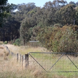 Mictis profana at Wodonga - 3 Dec 2023