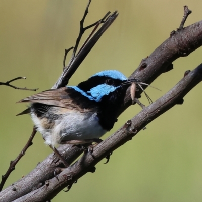 Malurus cyaneus (Superb Fairywren) at WREN Reserves - 2 Dec 2023 by KylieWaldon