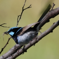 Malurus cyaneus at WREN Reserves - 3 Dec 2023 09:23 AM