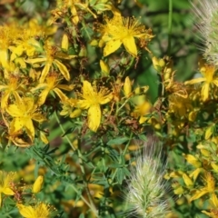 Hypericum perforatum (St John's Wort) at WREN Reserves - 3 Dec 2023 by KylieWaldon