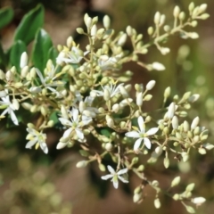 Bursaria spinosa at WREN Reserves - 3 Dec 2023