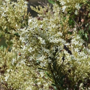 Bursaria spinosa at WREN Reserves - 3 Dec 2023 08:16 AM