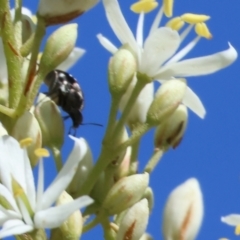 Mordellidae (family) (Unidentified pintail or tumbling flower beetle) at Wodonga - 2 Dec 2023 by KylieWaldon