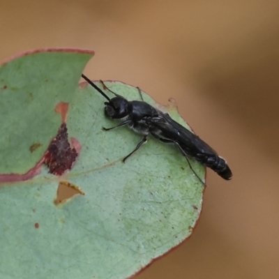 Unidentified Flower wasp (Scoliidae or Tiphiidae) at Wodonga, VIC - 30 Nov 2023 by KylieWaldon