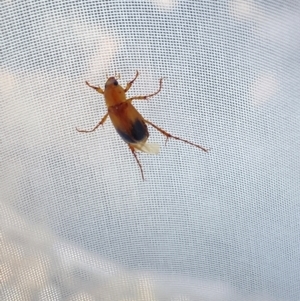 Phyllotocus macleayi at Aranda, ACT - 5 Dec 2023 07:50 AM