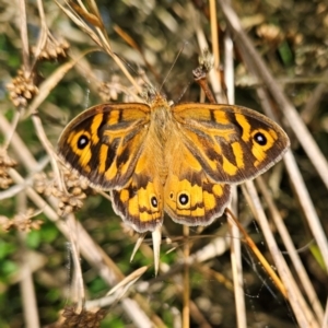 Heteronympha merope at QPRC LGA - 5 Dec 2023