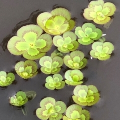 Marsilea mutica (Nardoo) at Hackett, ACT - 3 Dec 2023 by waltraud