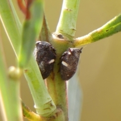 Bathyllus albicinctus (Spittlebug, Froghopper) at Hill Top - 30 Nov 2023 by Curiosity