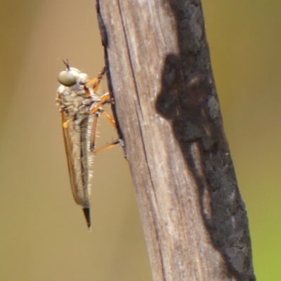 Cerdistus sp. (genus) (Yellow Slender Robber Fly) at Hill Top, NSW - 30 Nov 2023 by Curiosity
