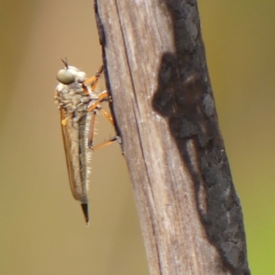 Cerdistus sp. (genus) (Slender Robber Fly) at Hill Top - 1 Dec 2023 by Curiosity