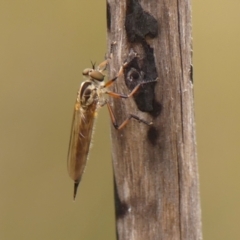 Cerdistus sp. (genus) at Wingecarribee Local Government Area - 1 Dec 2023