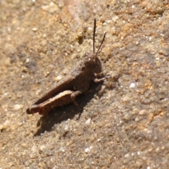 Cirphula pyrrhocnemis (Variable Cirphula) at Bargo River State Conservation Area - 1 Dec 2023 by Curiosity