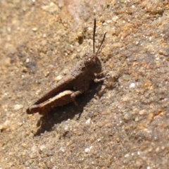 Cirphula pyrrhocnemis (Variable Cirphula) at Wingecarribee Local Government Area - 1 Dec 2023 by Curiosity