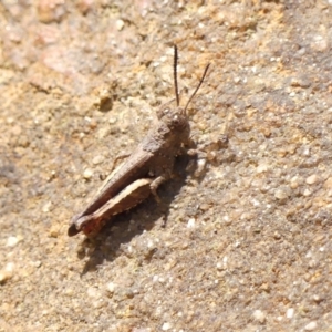 Cirphula pyrrhocnemis at Hill Top - 1 Dec 2023