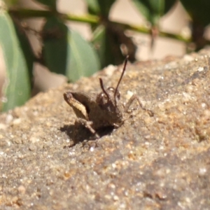 Cirphula pyrrhocnemis at Hill Top - 1 Dec 2023