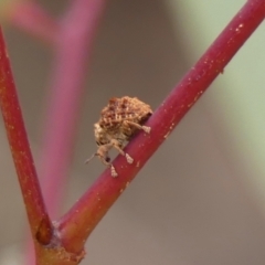 Unidentified Weevil (Curculionoidea) at Hill Top, NSW - 30 Nov 2023 by Curiosity