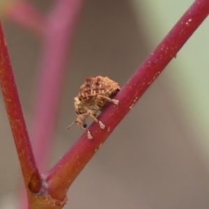 Oxyops fasciculatus at suppressed by Curiosity