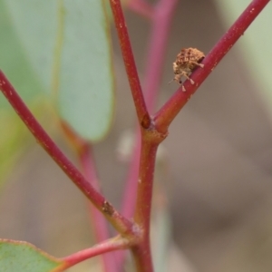 Unidentified at suppressed - 1 Dec 2023