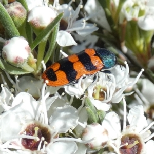 Castiarina crenata at Bicentennial Park - 5 Dec 2023 07:10 AM