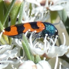 Castiarina crenata at Bicentennial Park - 5 Dec 2023 07:10 AM