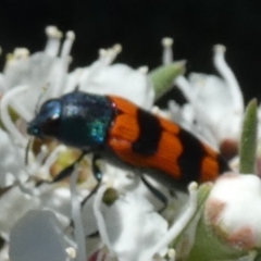 Castiarina crenata at Bicentennial Park - 5 Dec 2023 07:10 AM