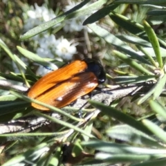 Castiarina rufipennis (Jewel beetle) at Bicentennial Park - 5 Dec 2023 by Paul4K