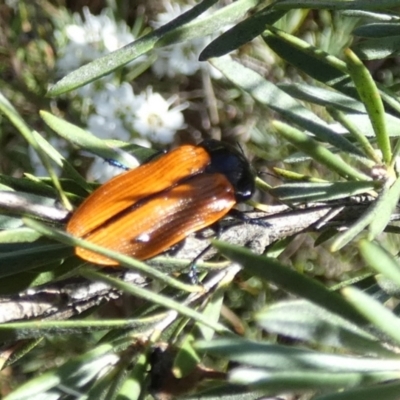 Castiarina rufipennis (Jewel beetle) at QPRC LGA - 4 Dec 2023 by Paul4K