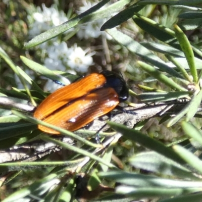 Castiarina rufipennis (Jewel beetle) at Bicentennial Park - 5 Dec 2023 by Paul4K