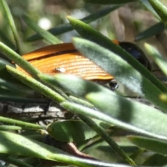 Castiarina rufipennis at QPRC LGA - 5 Dec 2023 07:14 AM