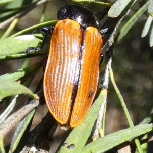 Castiarina rufipennis at QPRC LGA - 5 Dec 2023 07:14 AM