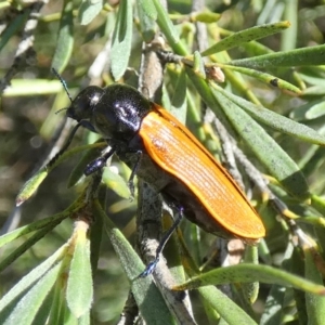 Castiarina rufipennis at QPRC LGA - 5 Dec 2023 07:14 AM