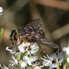 Rutilia sp. (genus) (A Rutilia bristle fly, subgenus unknown) at Queanbeyan West, NSW - 4 Dec 2023 by Paul4K