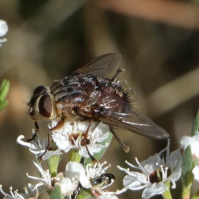Rutilia sp. (genus) (A Rutilia bristle fly, subgenus unknown) at Bicentennial Park - 5 Dec 2023 by Paul4K