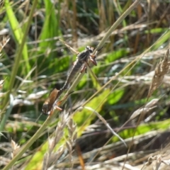 Asilinae sp. (subfamily) (Unidentified asiline Robberfly) at Bicentennial Park - 5 Dec 2023 by Paul4K