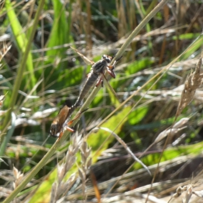 Unidentified Robber fly (Asilidae) at Bicentennial Park - 4 Dec 2023 by Paul4K