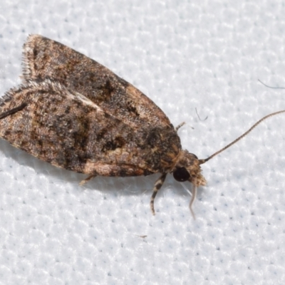 Capua intractana (A Tortricid moth) at Jerrabomberra, NSW - 4 Dec 2023 by DianneClarke