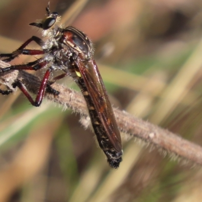 Chrysopogon muelleri (Robber fly) at Isaacs Ridge and Nearby - 4 Dec 2023 by SandraH