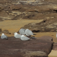 Chroicocephalus novaehollandiae (Silver Gull) at Merimbula, NSW - 10 Oct 2023 by michaelb