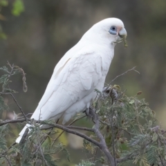 Cacatua sanguinea (Little Corella) at Googong, NSW - 24 Nov 2023 by WHall