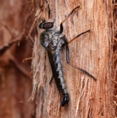 Cerdistus sp. (genus) (Slender Robber Fly) at Downer, ACT - 4 Dec 2023 by RobertD