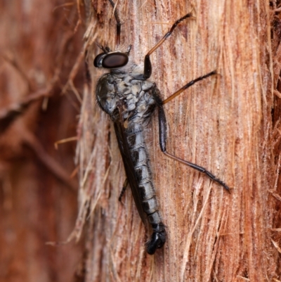 Unidentified Robber fly (Asilidae) at Downer, ACT - 4 Dec 2023 by RobertD