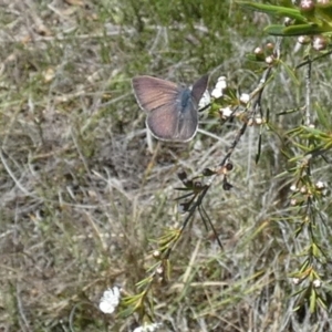 Erina sp. (genus) at Boro - 4 Dec 2023